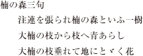 楠の森三句 注連を張られ楠の森といふ一樹 大楠の枝から枝へ青あらし 大楠の枝垂れて地にとゞく花